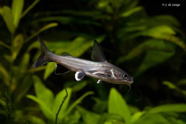 Ariopsis seemanni – Tete Sea Catfish