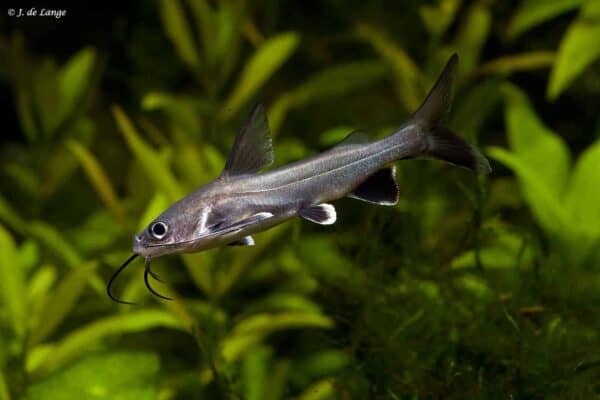 Ariopsis seemanni – Tete Sea Catfish