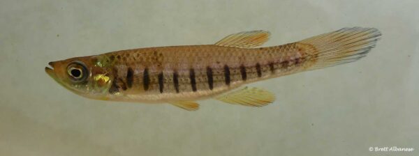 Fundulus lineolatus – Lined Topminnow