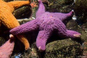 Pisaster ochraceus - Purple Sea Star