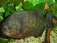 General information about Piranha's 9