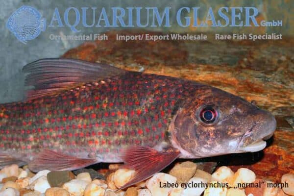 Labeo cyclorhynchus - Harlequin Sharkminnow - Image 2
