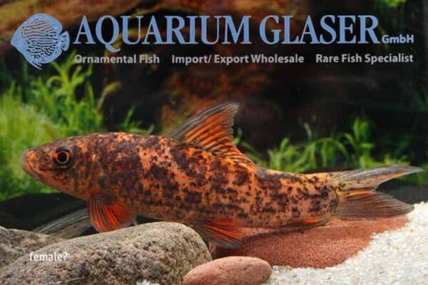 Labeo cyclorhynchus – Harlequin Sharkminnow