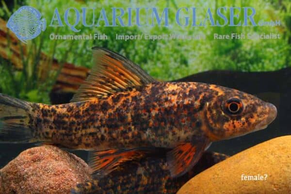 Labeo cyclorhynchus – Harlequin Sharkminnow