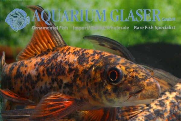 Labeo cyclorhynchus – Harlequin Sharkminnow