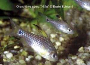 Oreichthys crenuchoides – Drape fin barbs