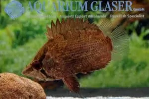 Polycentropsis abbreviata - African Leaffish