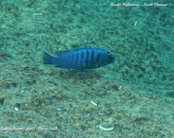 Labidochromis gigas - Chiwi Rocks
