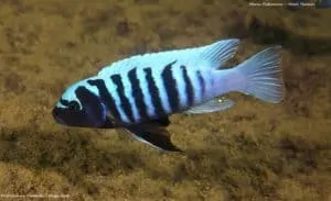 Metriaclima tarakiki - Higga Reef