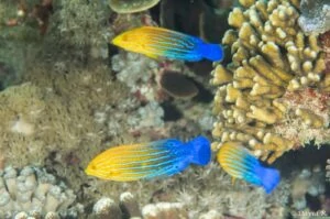 Anampses femininus - Blue-striped Orange Tamarin - Lord Howe Island - Females