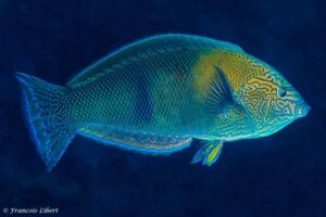 Anampses geographicus - Geographic Wrasse - Male - Pura Island - Indonesia