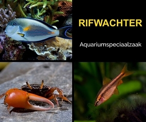 Rifwachter
