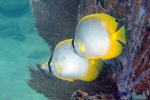 Chaetodon ocellatus - Spotfin Butterflyfish