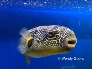 Tetraodon mbu - Fresh Water Puffer Fish