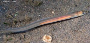 Ariosoma anagoides - Sea Conger
