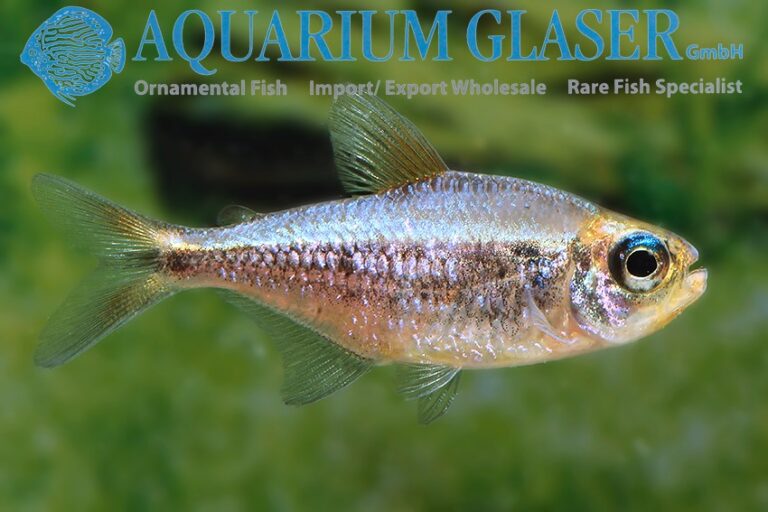 Moenkhausia nigromarginata - AquaInfo