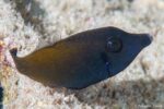 Pervagor janthinosoma - Blackbar Filefish - Subadult