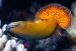 Pervagor janthinosoma - Blackbar Filefish - Showing this is his territory