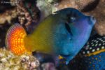 Pervagor janthinosoma - Blackbar Filefish