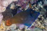 Pervagor janthinosoma - Blackbar Filefish