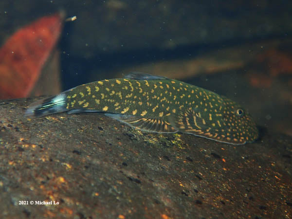 Gastromyzon stellatus Borneo Sucker Fish