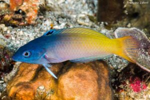 Halichoeres prosopeion - Twotone Wrasse - Transition color from male to female (Terminal phase) - South Rinca Island Indonesia