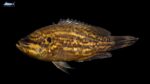 Acantharchus pomotis - Mud Sunfish