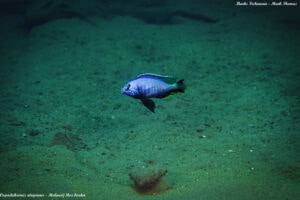 Copadichromis atripinnis - dominant male at 12 meters depth - Over the sandy habitat at Malawi-Mozambique border