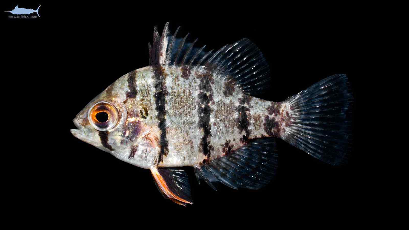 Enneacanthus chaetodon - Blackbanded Sunfish