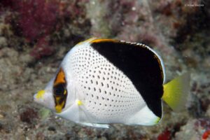 Chaetodon tinkeri – Hawaiian butterflyfish