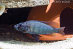 Haplochromis perrieri - Male