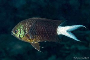 Chromis xanthura - Paletail phase - Bunaken marine park - Sulawesi - Indonesia
