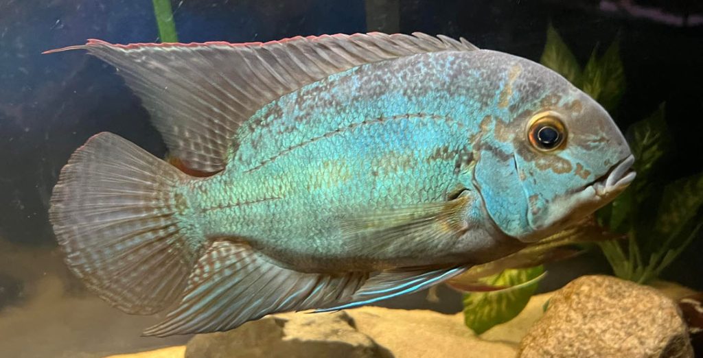 Hoplarchus psittacus True Parrot Fish