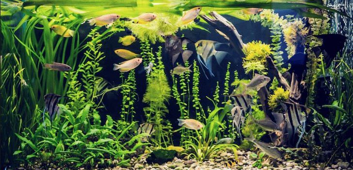Instant Cycling Chemicals for the Aquarium