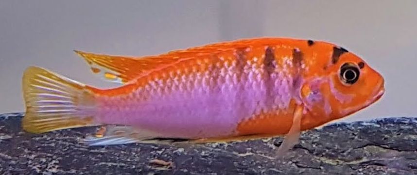 Labidochromis, Swedish super red hongi
