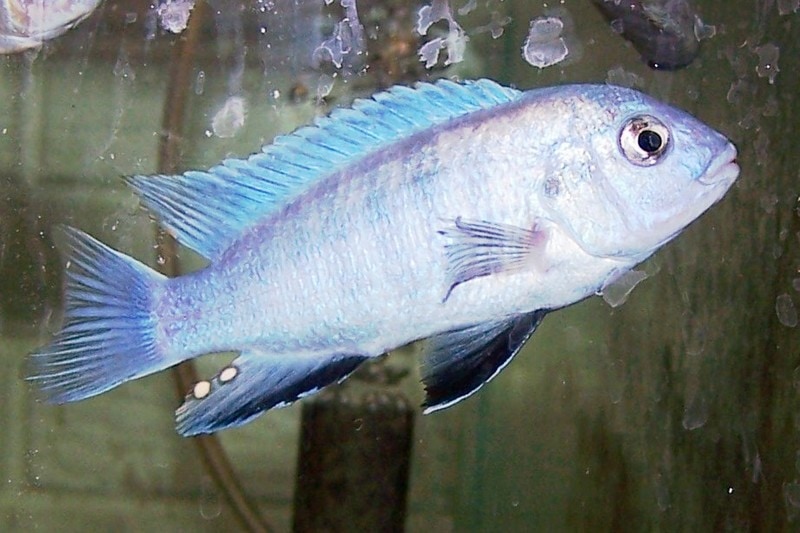 Labidochromis caerulus Blue Thumbi