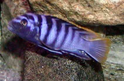 Labidochromis mbamba red top