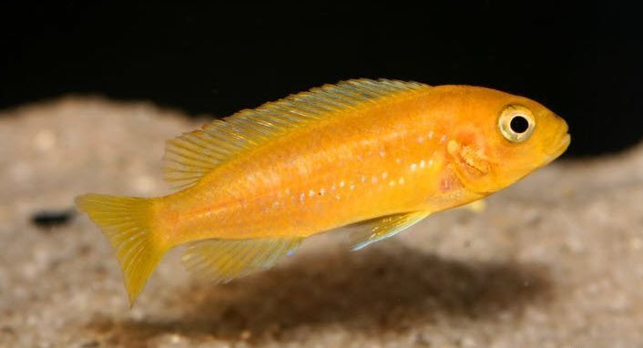 Melanochromis johanni Female