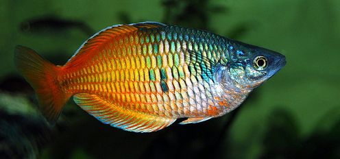 Melanotaenia boesemani, Boesemani rainbowfish