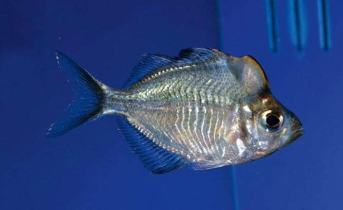 Parambassis pulcinella, Humphead glassfish