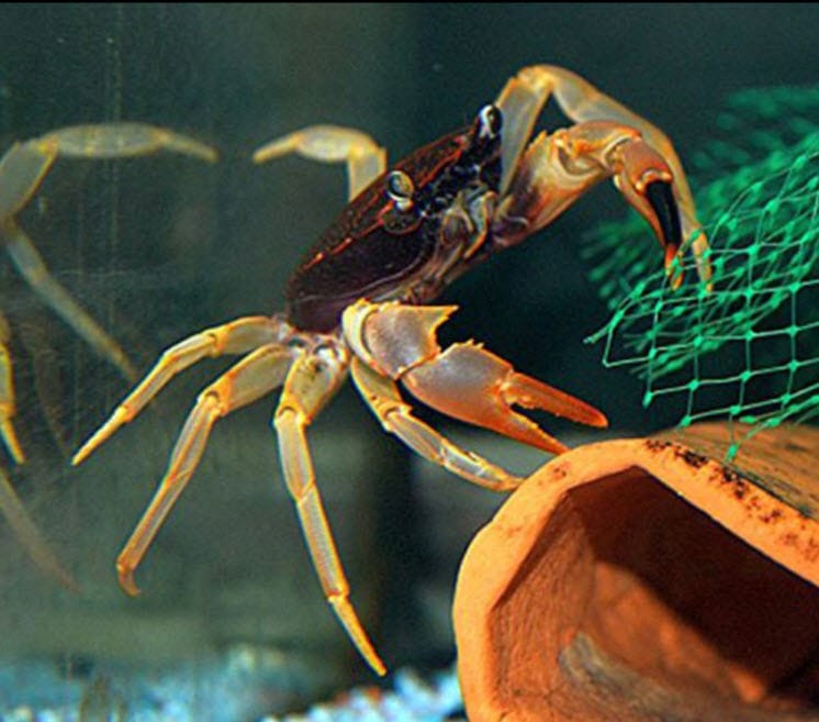 Parathelphusa ferruginea Gold Leg Matano Crab