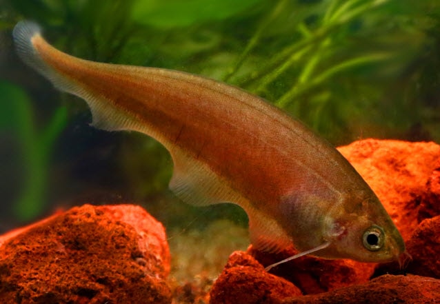 African Black Knife Fish