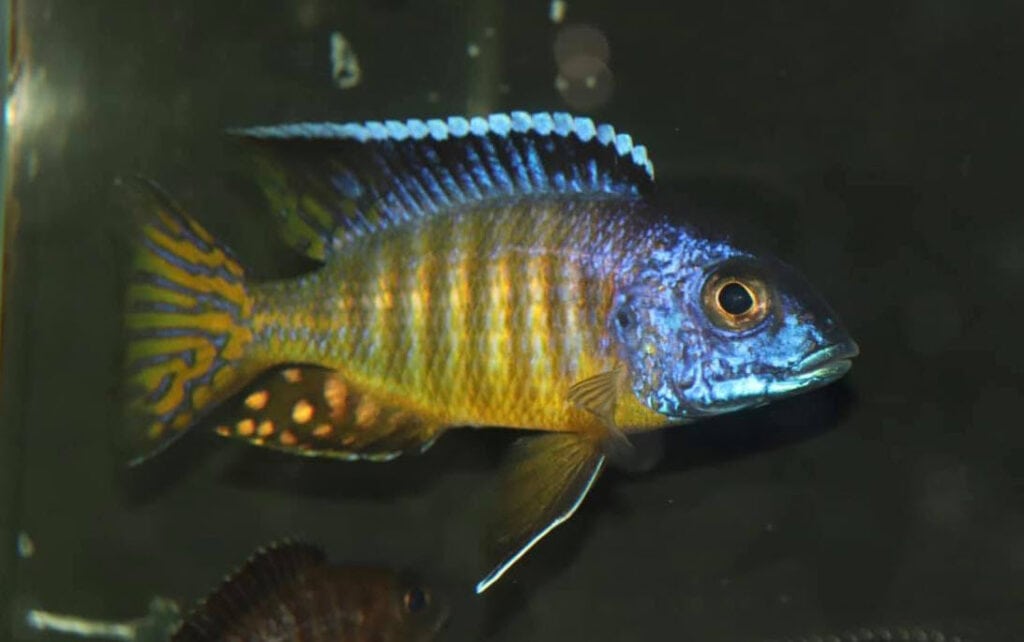 Aulonocara hueseri “Midnight” Peacock