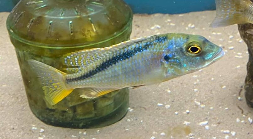 Buccochromis nototaenia