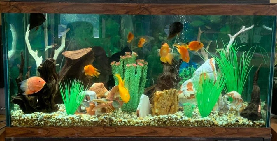 Buffering Aquarium Water