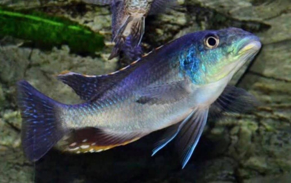 Nimbochromis linni Mbenji