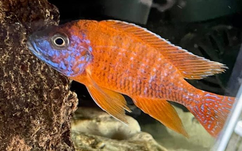 Peacock Ruby Red Roter Kaiser
