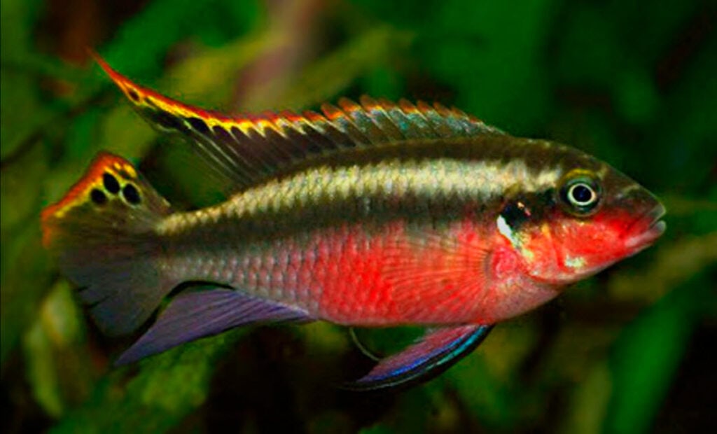 Pelvicachromis pulcher Super Red