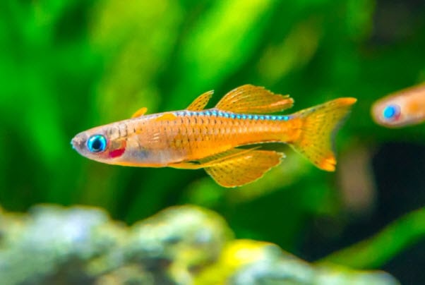 Pseudomugil Luminatus Red Neon Blue Eye Rainbofish