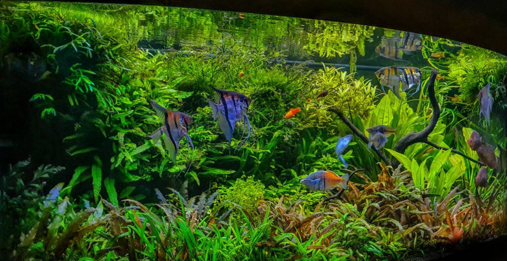 Water Clarity Test of Aquarium Filter Media